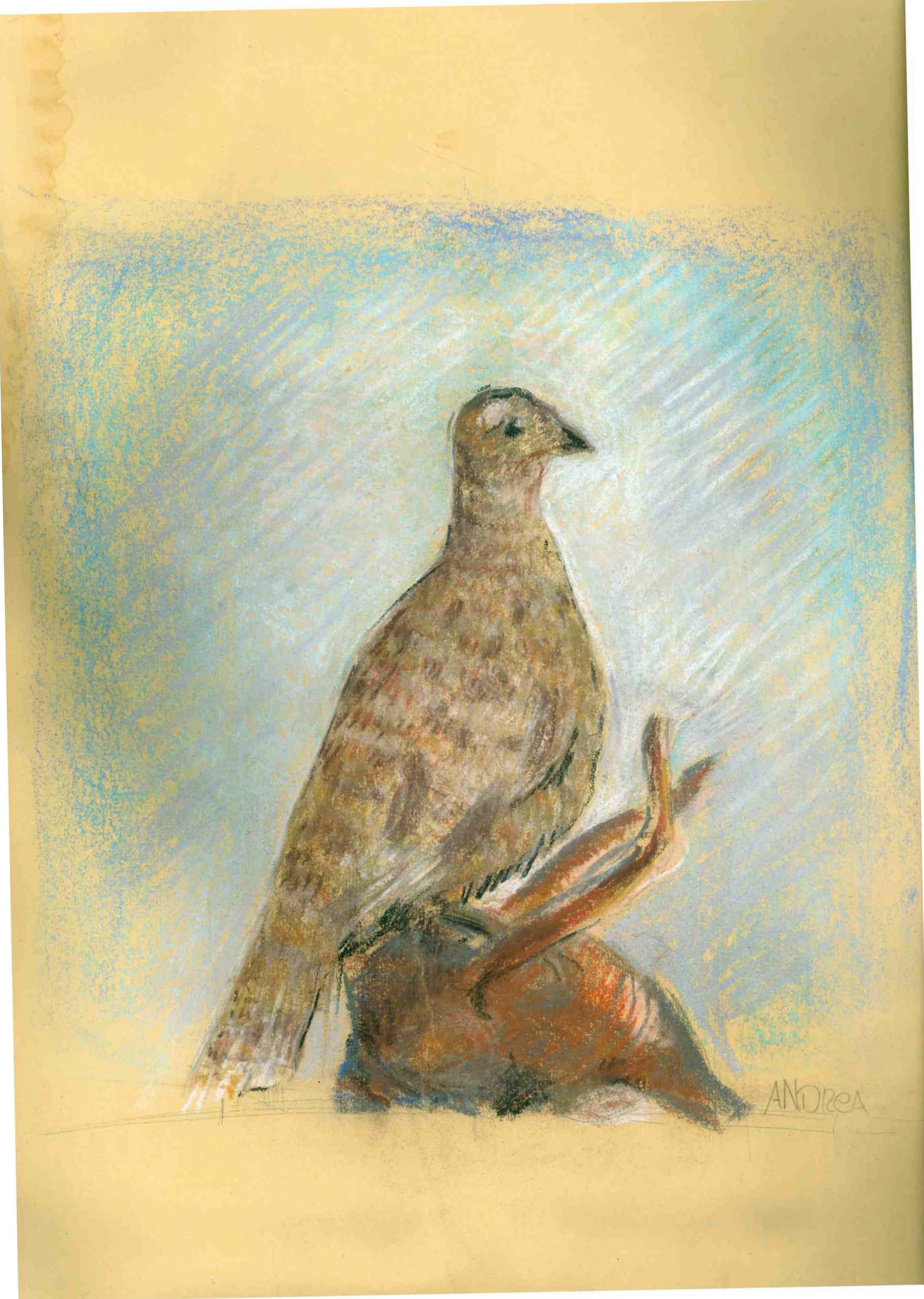Bird